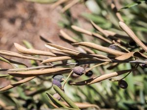 Lire la suite à propos de l’article Brûlure bactérienne des feuilles : qu'est-ce que la brûlure bactérienne des feuilles