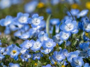 Lire la suite à propos de l’article Plante aux yeux bleus bébé – Cultiver et entretenir les yeux bleus bébé