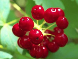 Lire la suite à propos de l’article Informations sur les plantes Baneberry: Que sont les plantes Baneberry rouges ou blanches