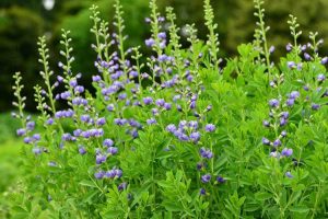 Lire la suite à propos de l’article Conseils de culture du faux indigo : cultiver et entretenir des plantes Baptisia