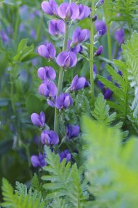 Lire la suite à propos de l’article Réduire Baptisia : puis-je tailler Baptisia ou le laisser tranquille