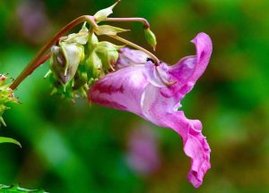 Lire la suite à propos de l’article Contrôle du baume de l'Himalaya : conseils sur la gestion des plantes de baume de l'Himalaya