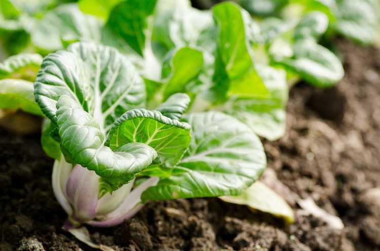 You are currently viewing Problèmes avec le bok choy : maladies et ravageurs courants du bok choy