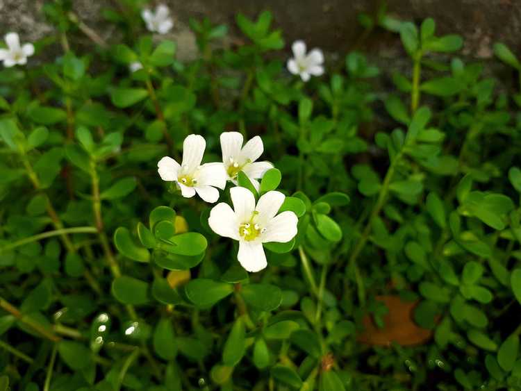 You are currently viewing Qu'est-ce que Brahmi : découvrez les soins des plantes Brahmi et les utilisations du jardin