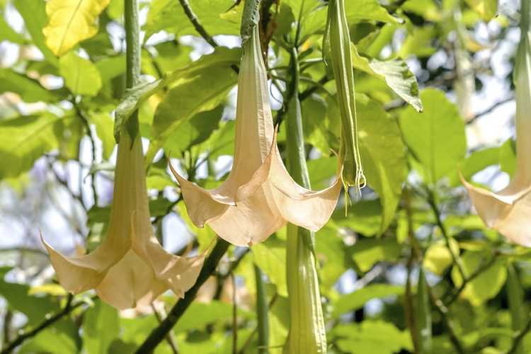 Lire la suite à propos de l’article Entretien des plantes Brugmansia : Comment prendre soin du Brugmansia dans le sol à l'extérieur