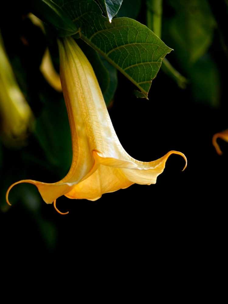 Lire la suite à propos de l’article Faire fleurir votre Brugmansia et produire des fleurs