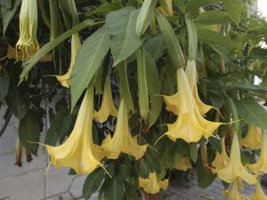 Lire la suite à propos de l’article Problèmes de Brugmansia : Comment traiter les maladies et les ravageurs du Brugmansia