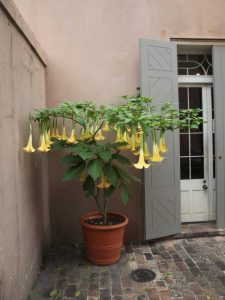 Lire la suite à propos de l’article Plantes de Brugmansia en pot : cultiver des Brugmansias dans des conteneurs