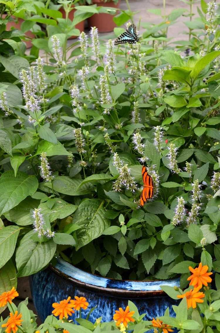 You are currently viewing Culture en conteneurs d'arbustes à papillons – Comment faire pousser du Buddleia dans un pot