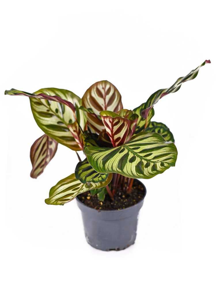 You are currently viewing Méthodes de propagation de Calathea : Comment propager des plantes de Calathea