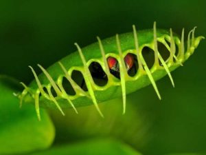 Lire la suite à propos de l’article Cultiver des plantes carnivores : découvrez les différents types de plantes carnivores