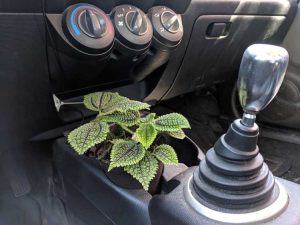 Lire la suite à propos de l’article Les plantes survivront-elles dans les voitures – Utiliser votre voiture pour faire pousser des plantes