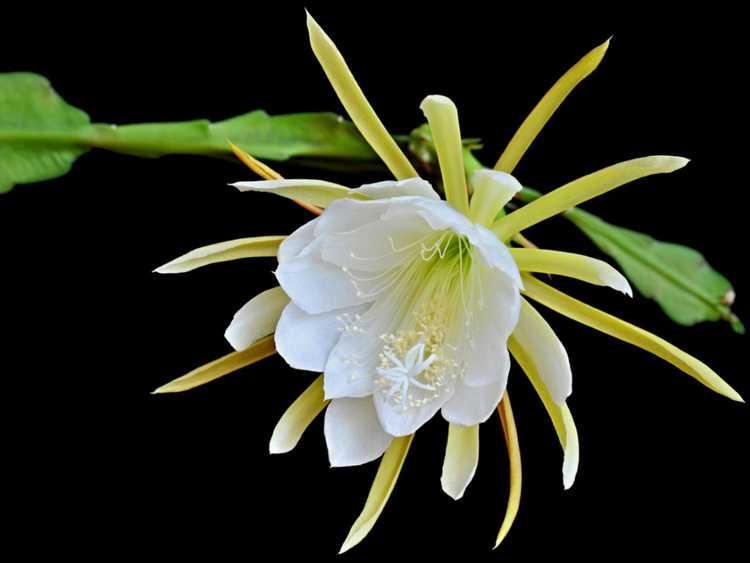 You are currently viewing Propagation de Cereus à floraison nocturne : Comment prendre des boutures de Cereus à floraison nocturne