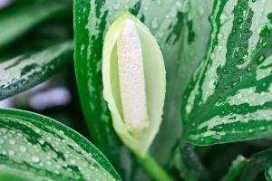 Lire la suite à propos de l’article Conifères chinois à l'intérieur – Cultiver et entretenir des plantes à feuilles persistantes chinoises