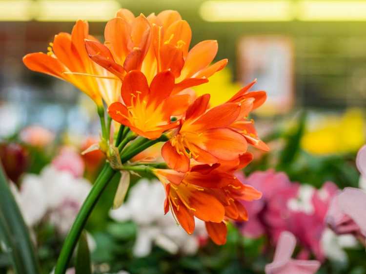 You are currently viewing Cultiver Clivia – Entretien de la plante Clivia