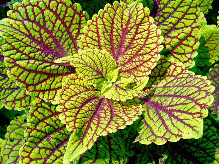 You are currently viewing Hiverner Coleus : Comment hiverner Coleus