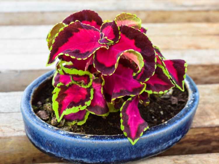 You are currently viewing Entretien du Coleus en pot : conseils pour cultiver du Coleus dans un pot