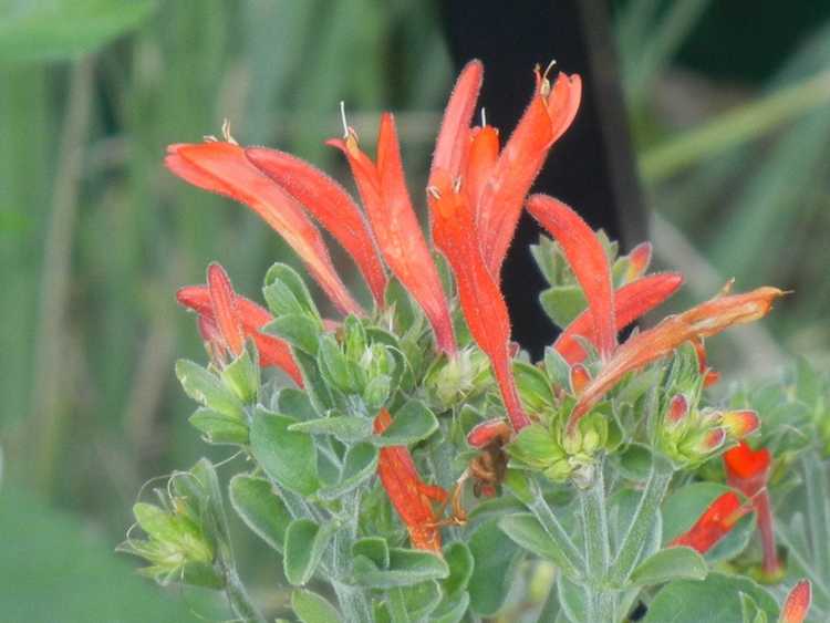 You are currently viewing Cultiver des plantes de colibri : à quoi ressemble une plante de colibri