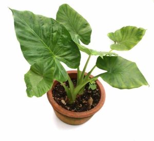 Lire la suite à propos de l’article Cultiver du Colocasia à l'intérieur : comment faire pousser des oreilles d'éléphant à l'intérieur