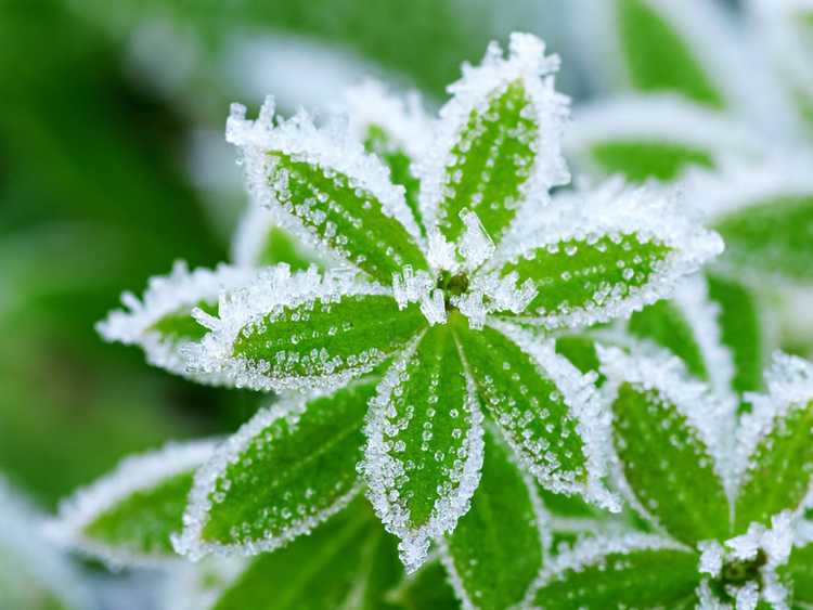 Lire la suite à propos de l’article Dommages causés par le gel aux plantes – Informations sur la façon de traiter les plantes gelées