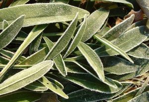 Lire la suite à propos de l’article Hivernage de Coreopsis: Comment hiverner une plante de Coreopsis
