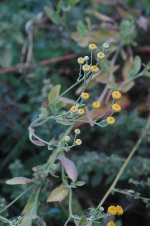 Lire la suite à propos de l’article Culture costmary: prendre soin des plantes costmary dans les jardins