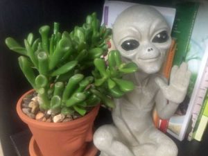 Lire la suite à propos de l’article Entretien du Finger Jade d'ET – Conseils pour cultiver le Finger Crassula d'ET