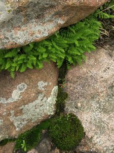 Lire la suite à propos de l’article Planter dans les crevasses : existe-t-il des plantes pour les fissures et les crevasses