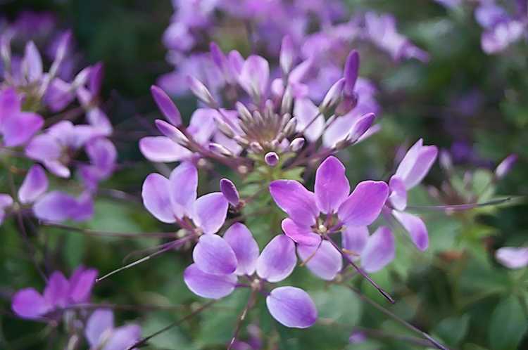 You are currently viewing Qu'est-ce qu'une plante d'abeille des Rocheuses – En savoir plus sur les soins Cleome des Rocheuses