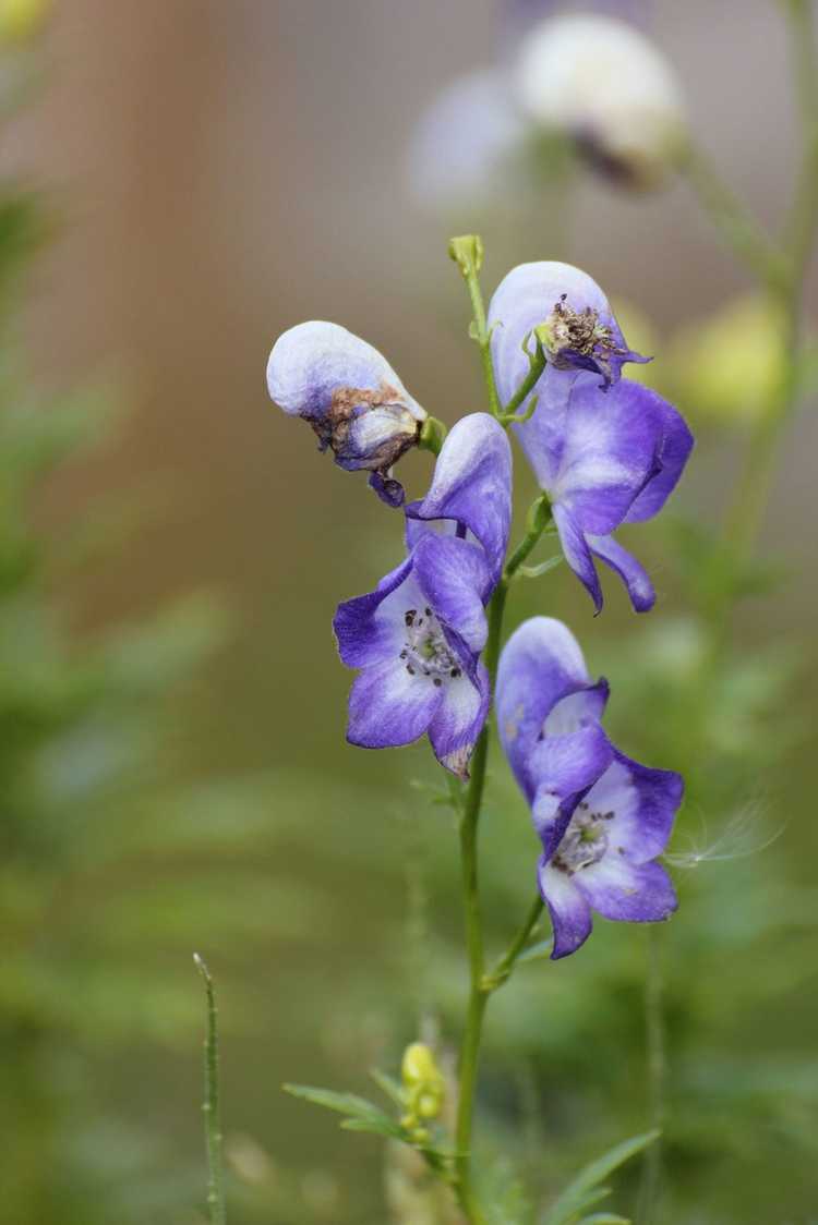 You are currently viewing Aconitum Monkshood: Quelle est la meilleure façon de faire pousser du Monkshood dans le jardin