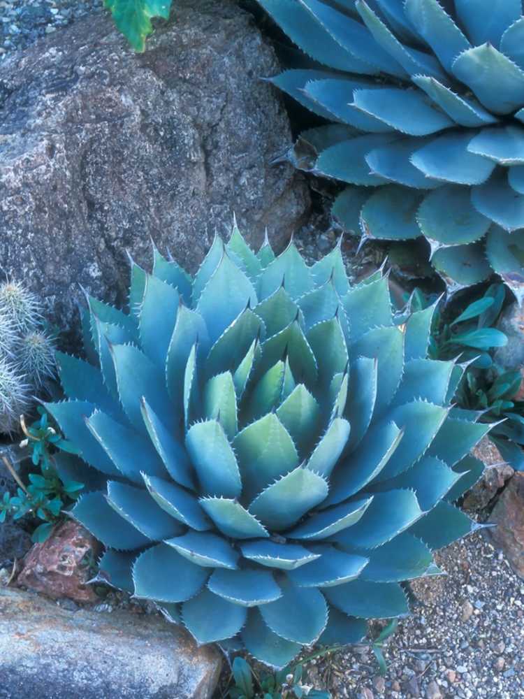 You are currently viewing Cultivez une plante d'artichaut agave – Artichaut Agave Parryi Info