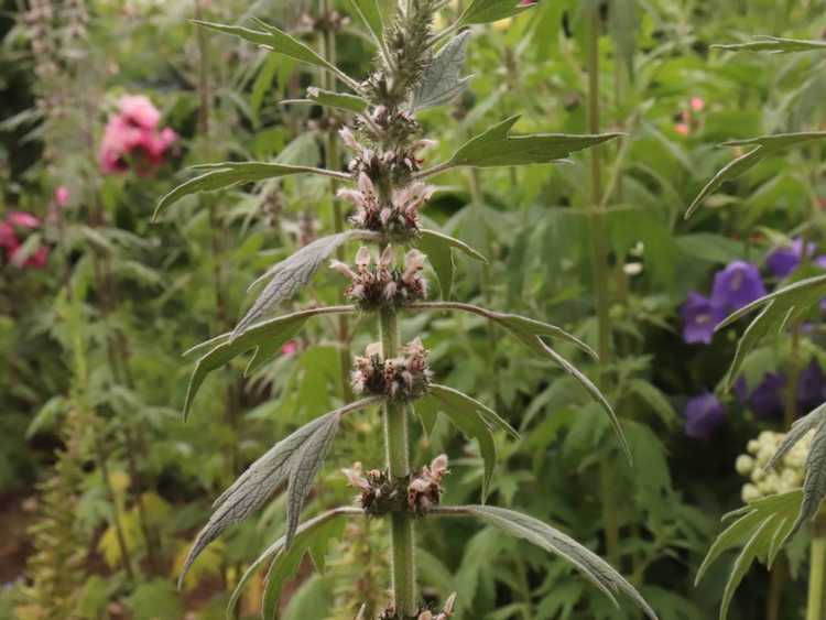 You are currently viewing Informations sur les plantes d'agripaume : culture et utilisations d'herbes d'agripaume