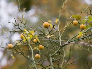 Lire la suite à propos de l’article Épines sur les agrumes : pourquoi mon plant d'agrumes a-t-il des épines ?