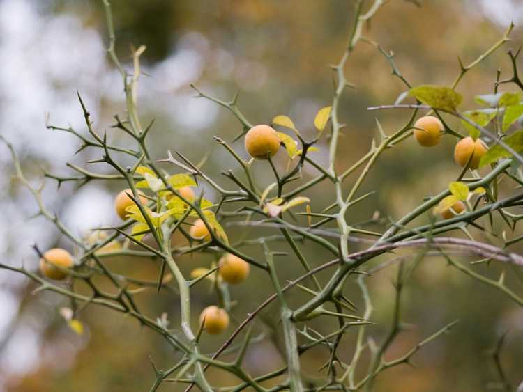 You are currently viewing Épines sur les agrumes : pourquoi mon plant d'agrumes a-t-il des épines ?