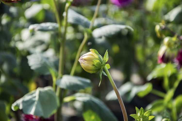 You are currently viewing Pas de fleurs sur les plantes de dahlia : pourquoi mes dahlias ne fleurissent-ils pas