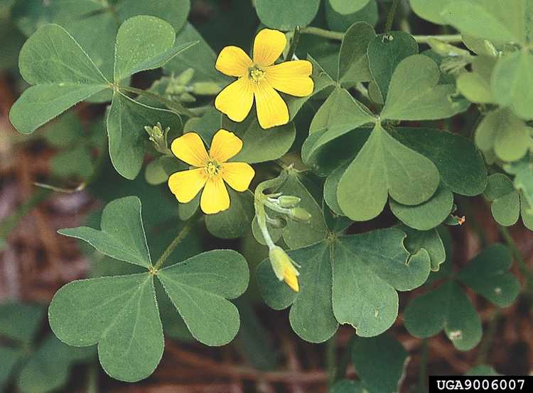 You are currently viewing La Woodsorrel jaune est-elle comestible : tirer parti des utilisations de la Woodsorrel jaune