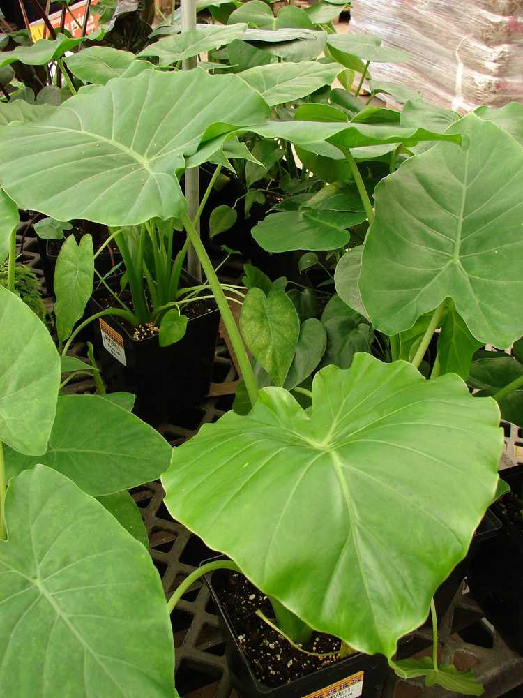 You are currently viewing Comment propager Alocasia – Conseils sur la propagation des plantes Alocasia