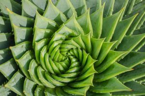 Lire la suite à propos de l’article Soins à l'aloe vera en spirale : Cultiver un aloès avec des feuilles en spirale