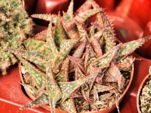 Lire la suite à propos de l’article Christmas Carol Aloe: Caractéristiques de la plante Christmas Carol Aloe