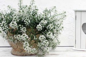 Lire la suite à propos de l’article Plantes d'Alyssum en pot: cultiver de l'Alyssum sucré dans un récipient