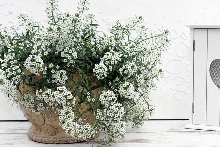 You are currently viewing Plantes d'Alyssum en pot: cultiver de l'Alyssum sucré dans un récipient