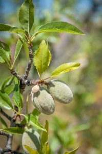 Lire la suite à propos de l’article Entretien des amandiers cultivés en conteneur: comment faire pousser une amande dans un conteneur