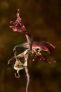 Lire la suite à propos de l’article Soins de l'amaryllis après la floraison : découvrez les soins post-floraison de l'amaryllis
