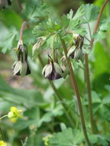 Lire la suite à propos de l’article Columbine soldat au chocolat: Comment faire pousser des plantes d'ancolie à fleurs vertes