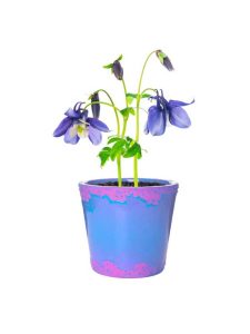 Lire la suite à propos de l’article Entretien des plantes d'intérieur de l'ancolie – Pouvez-vous cultiver de l'ancolie à l'intérieur