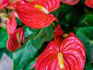 Lire la suite à propos de l’article Pourquoi mon Anthurium est-il tombant : comment réparer un anthurium aux feuilles tombantes