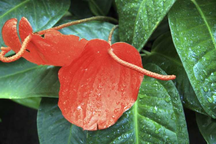 You are currently viewing À quelle fréquence arroser les anthuriums – Instructions utiles pour l’arrosage des anthuriums