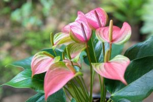 Lire la suite à propos de l’article Division des plantes d'Anthurium : comment et quand diviser les anthuriums