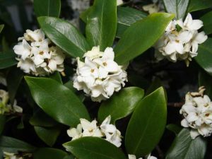 Lire la suite à propos de l’article Cultiver des plantes de Daphné d'hiver: prendre soin des Daphné d'hiver