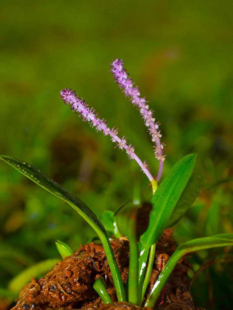 You are currently viewing Entretien des plantes d'Aponogeton : Cultiver des plantes d'aquarium d'Aponogeton